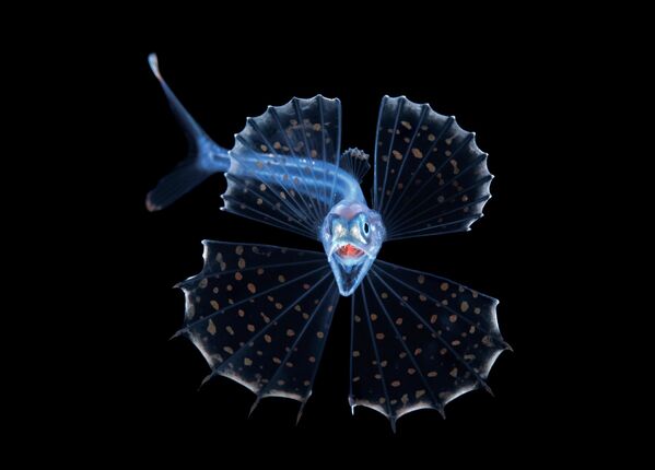 Лучшим "портретом" стала работа американца Стивен Ковача, сфотографировавшего зубатого терпуга. - Sputnik Таджикистан