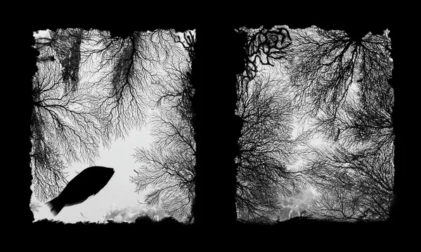 Обладателем приза в категории 