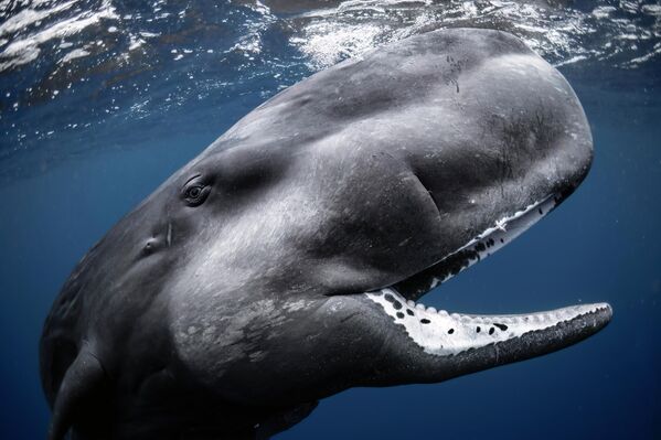 В категории "Широкоугольная съемка" критики отметили работу француза Сиселя Габийона, запечатлевшего в объективе юного кашалота. - Sputnik Таджикистан