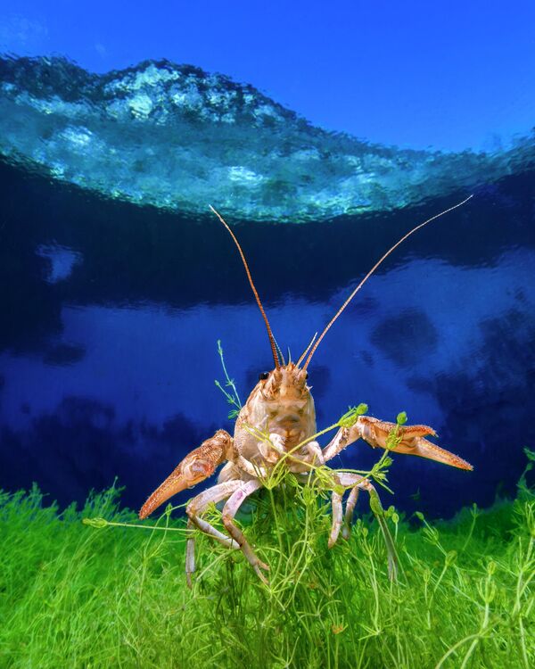 Лучшей работой в категории "Снимок, сделанный на компактную камеру" признана фотография Андреа Микелутти из Италии, который запечатлел пресноводного рака на фоне альпийской вершины. - Sputnik Таджикистан
