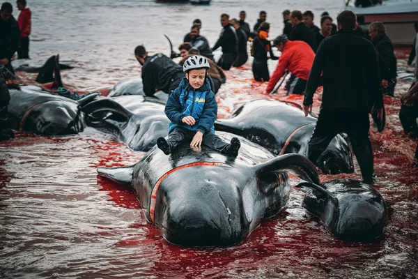 Победителем в категории 