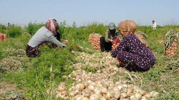 В Кушониёне уборка ранних овощей начнется в апреле - Sputnik Таджикистан