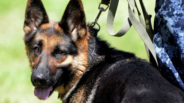 Соревнования кинологов в Красноярском крае. Иллюстративное фото  - Sputnik Тоҷикистон