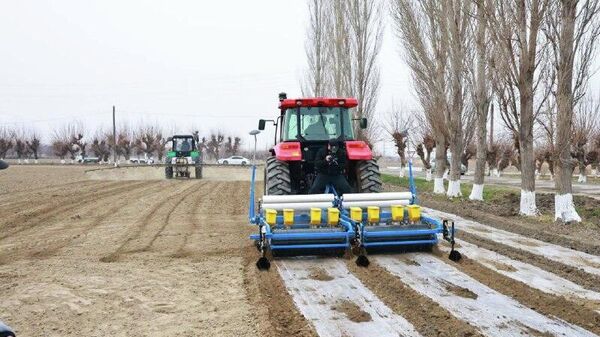 В Канибадаме начался сев хлопка: пока под пленкой - Sputnik Таджикистан