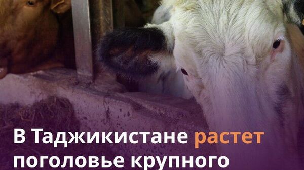 Крупный рогатый скот в Таджикистане достиг 2,8 млн голов - Sputnik Таджикистан