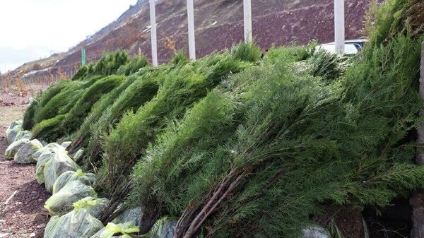 Мақомдорони баландпоя дар ноҳияи Рашт дарахт шинонданд - Sputnik Тоҷикистон