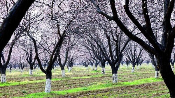 Фруктовые деревья в Согдийской области зацвели раньше срока - Sputnik Таджикистан