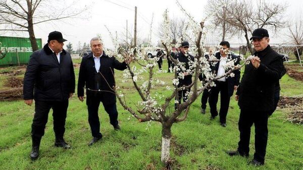 В Гиссаре тоже проверили плодовые сады - Sputnik Таджикистан