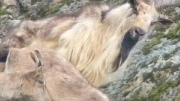 Козлов на пересчет - Sputnik Таджикистан