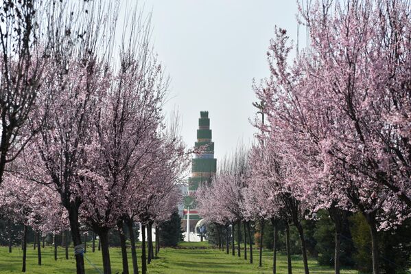 Суманак ҳамчун рамзи шукуфоӣ ва хушбахтӣ дар арафаи Соли нави миллӣ омода карда мешавад. - Sputnik Тоҷикистон