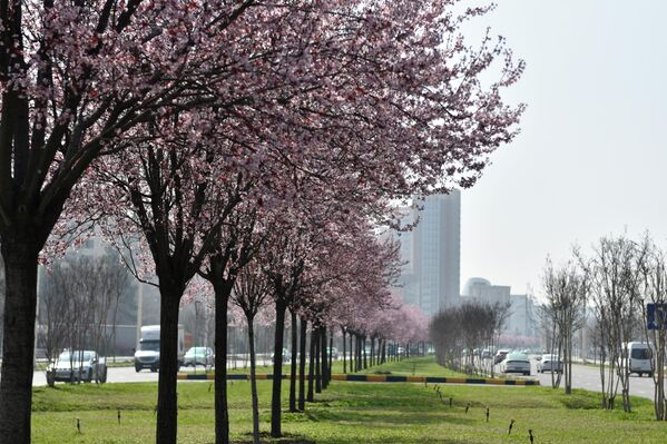Пойтахти Тоҷикистон дар остонаи ҷашни пуршукӯҳтарин - Наврӯз қарор дорад. - Sputnik Тоҷикистон