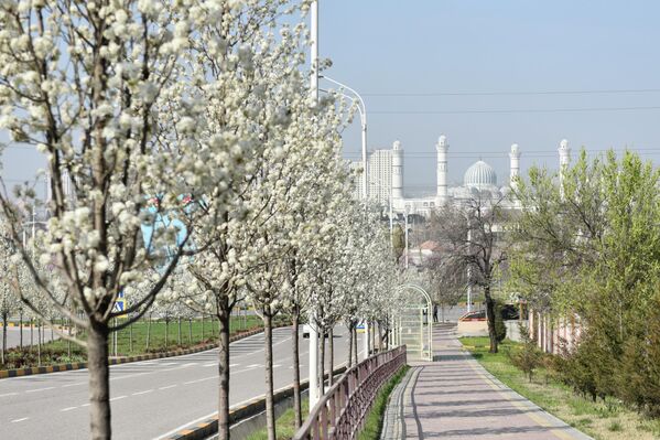 Буттаҳои шукуфон шаҳрро дигаргун сохтанд. - Sputnik Тоҷикистон