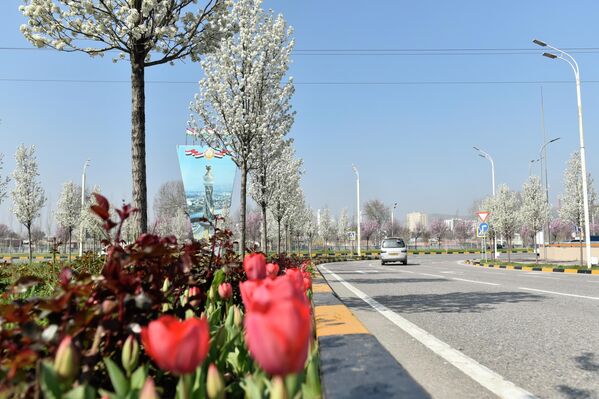 Дар баробари буттаҳо, аввалин лолаҳо низ шукуфтаанд.  - Sputnik Тоҷикистон