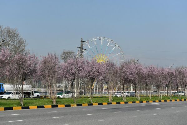 Шукуфоии баҳории Душанбе. - Sputnik Тоҷикистон