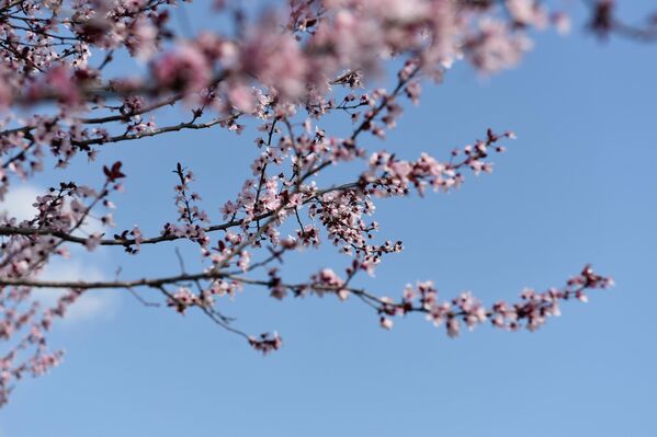 Ин ид мувофиқи тақвими офтобии астрономӣ рамзи фарорасии соли нав ва баҳор аст. - Sputnik Тоҷикистон