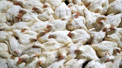 Работа птицефабрики в Калининграде.