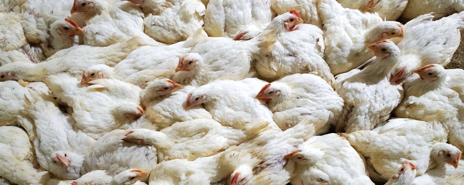 Работа птицефабрики в Калининграде. - Sputnik Таджикистан, 1920, 23.03.2026