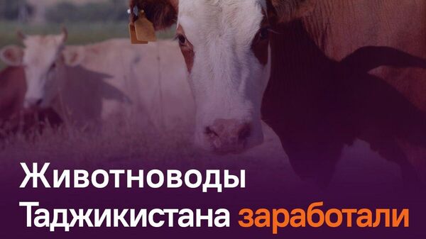 Сельское хозяйство Таджикистана принесло почти 2,8 млрд сомони за два месяца - Sputnik Таджикистан
