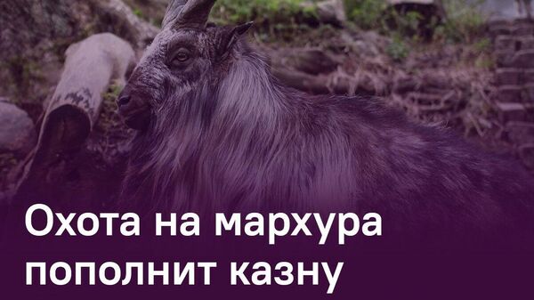 Охота на мархура в Таджикистане обойдется в 425,5 тыс - Sputnik Таджикистан