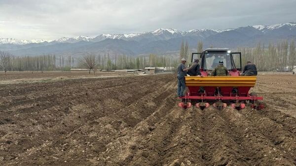 В Пенджикенте расширят посевные территории: в районе засадят картофелем 2,5 тыс - Sputnik Таджикистан