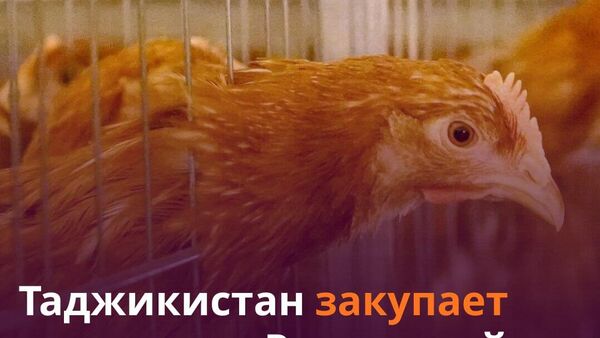 Таджикистан импортировал 133 тонны куриного мяса из Ростова - Sputnik Таджикистан
