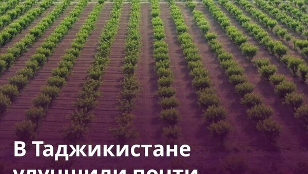 Мелиорация земель в Таджикистане помогла восстановить 1,7 тыс - Sputnik Таджикистан