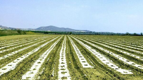 Дар ноҳияи Бобоҷон Ғафуров низ пахтаро зери плёнка кишт карданд - Sputnik Тоҷикистон