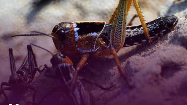 В Пянджском районе саранча распространилась на 477 га земли - Sputnik Таджикистан