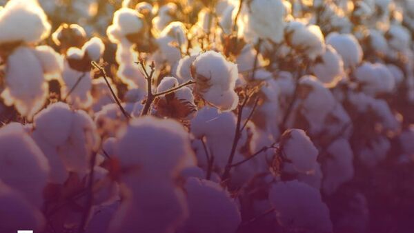 Экспорт таджикского хлопка составил почти 17 тыс - Sputnik Таджикистан