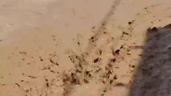 Боронгариҳо дар ноҳияи Бобоҷон Ғафуров бархе аз кӯчаҳоро зери об гузоштанд - Sputnik Тоҷикистон