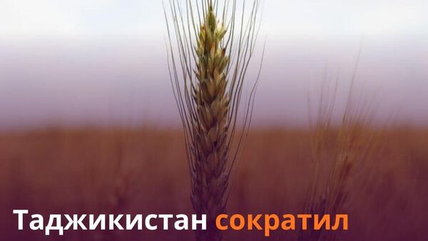 Импорт казахстанской пшеницы в Таджикистан сократился до 735,8 тыс - Sputnik Таджикистан