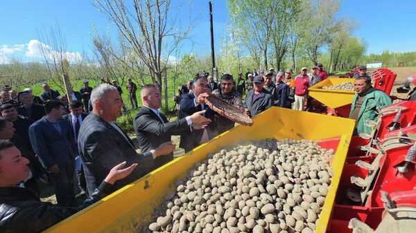 В Пенджикенте картофелем засадят 2,5 тыс - Sputnik Таджикистан