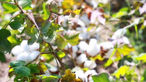 Имсол дар Тоҷикистон дар майдони 186,8 ҳаз - Sputnik Тоҷикистон