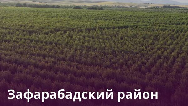 В Зафарабадском районе посадят почти 15 тыс - Sputnik Таджикистан