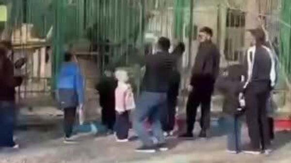 В Казахстане посетители зоопарка бросали камни в львов на глазах у детей - Sputnik Таджикистан