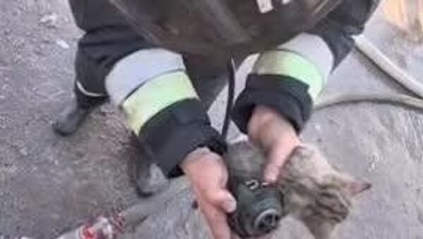 ‍ Для нас важна каждая жизнь — в Астане пожарные спасли трех котят из огня - Sputnik Таджикистан