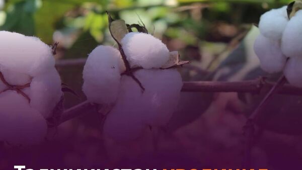 В Таджикистане хлопок под пленкой посадят на площади 40 тыс - Sputnik Таджикистан
