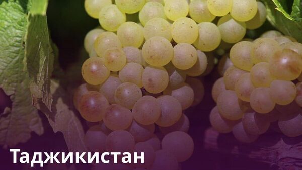 Таджикистан вернул в сельхозоборот 285 гектаров виноградников - Sputnik Таджикистан
