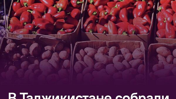 В Таджикистане действуют более тысячи стационарных теплиц почти на 200 га - Sputnik Таджикистан