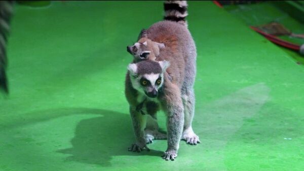 Минутка милых новостей: в Московском зоопарке родились детеныши кошачьих лемуров - Sputnik Таджикистан
