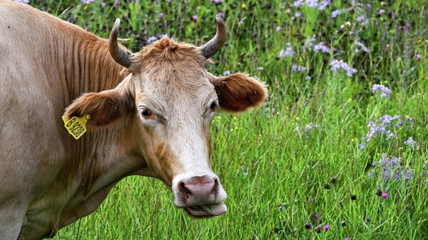 Корова пасётся в горной степи. Иллюстративное фото - Sputnik Тоҷикистон