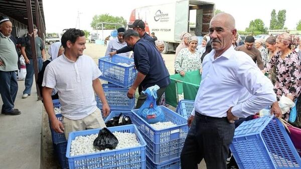 В Канибадаме стартовал прием коконов шелкопряда: в первый же день собрали свыше 1,1 тонны куколок - Sputnik Таджикистан