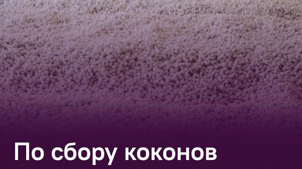 В Хатлоне собрали более 161,7 тонны коконов шелкопряда - Sputnik Таджикистан