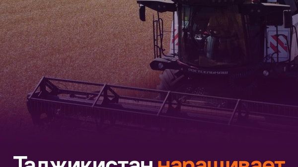 Урожайность пшеницы в Таджикистане достигает 40 центнеров с гектара - Sputnik Таджикистан