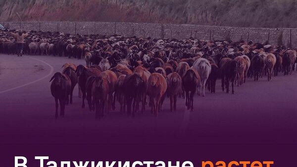 Почти 480 тыс - Sputnik Таджикистан