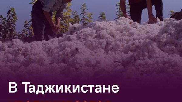 Почти на 48 млн экспортировал Таджикистан хлопкового волокна за 4 месяца - Sputnik Таджикистан