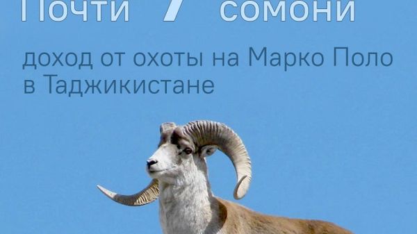 Доходы от охоты на баранов Марко Поло выросли на 1,5 млн сомони за первое полугодие 2026 года - Sputnik Таджикистан