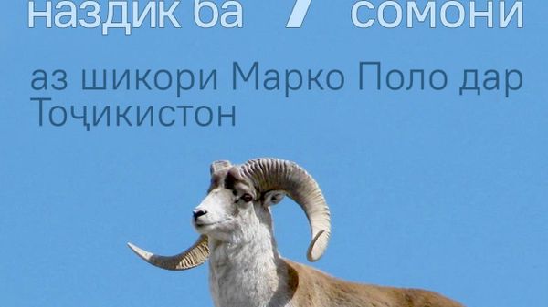 Даромади шикори гӯсфандони Марко Поло дар нимаи аввали соли 2026 1,5 млн сомонӣ афзоиш ёфт - Sputnik Тоҷикистон