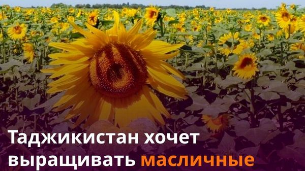 Таджикистан попросит у России и Казахстана земли для масличных культур - Sputnik Таджикистан