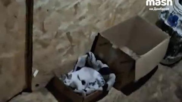 Сарбози рус дар минтақаи амалиёти вижа ба гурба дар таваллуд кардан кумак кард - Sputnik Тоҷикистон